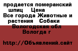 продается померанский шпиц  › Цена ­ 35 000 - Все города Животные и растения » Собаки   . Вологодская обл.,Вологда г.